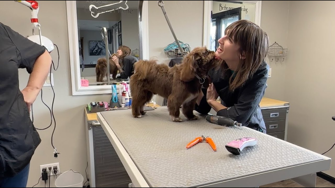 Pet Groomer CONFESSION! | Let's Take a Look