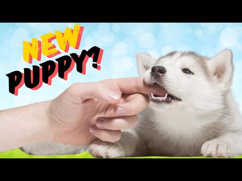 The Ultimate New Puppy Parents Guide: Essential Tips and Advice!