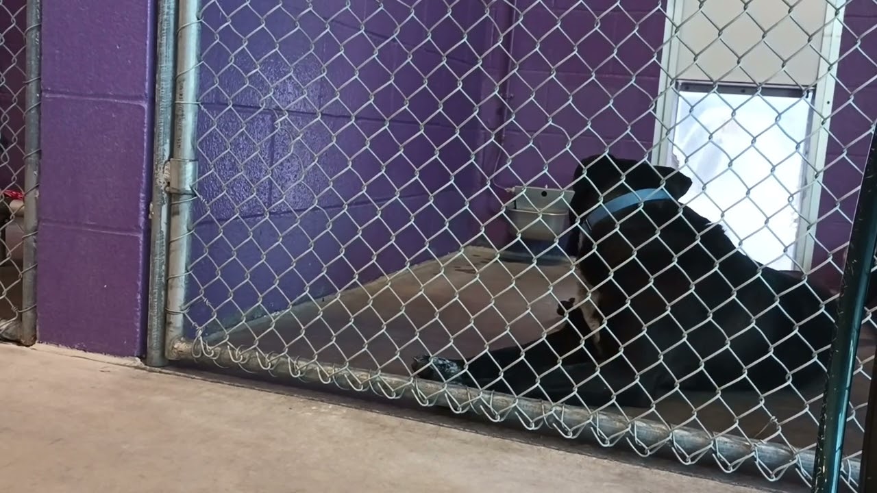 Bruce 2y Pet Id 922896 kennel 21 HSSAZ shelter my poor buddy no treats 4 awhile so we only lounge534