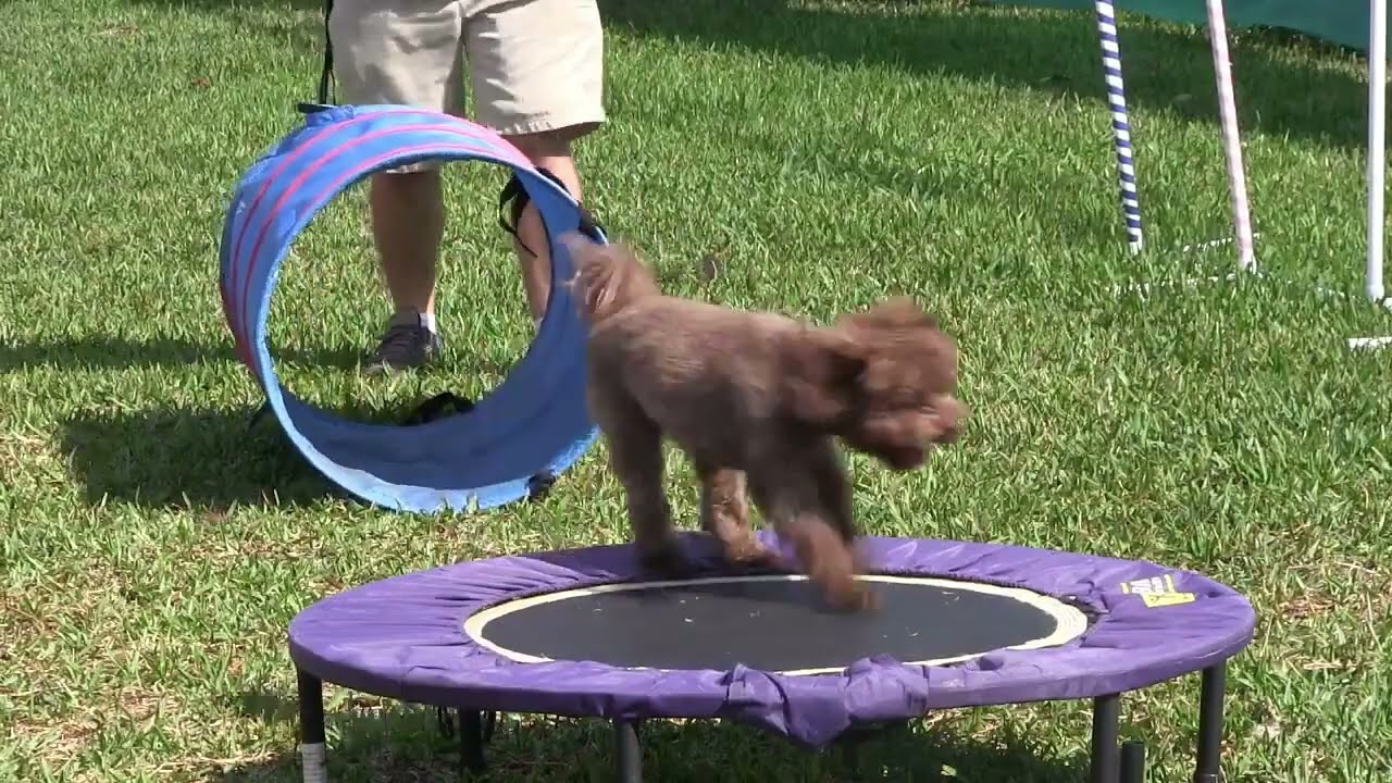 How to train dogs effectively
