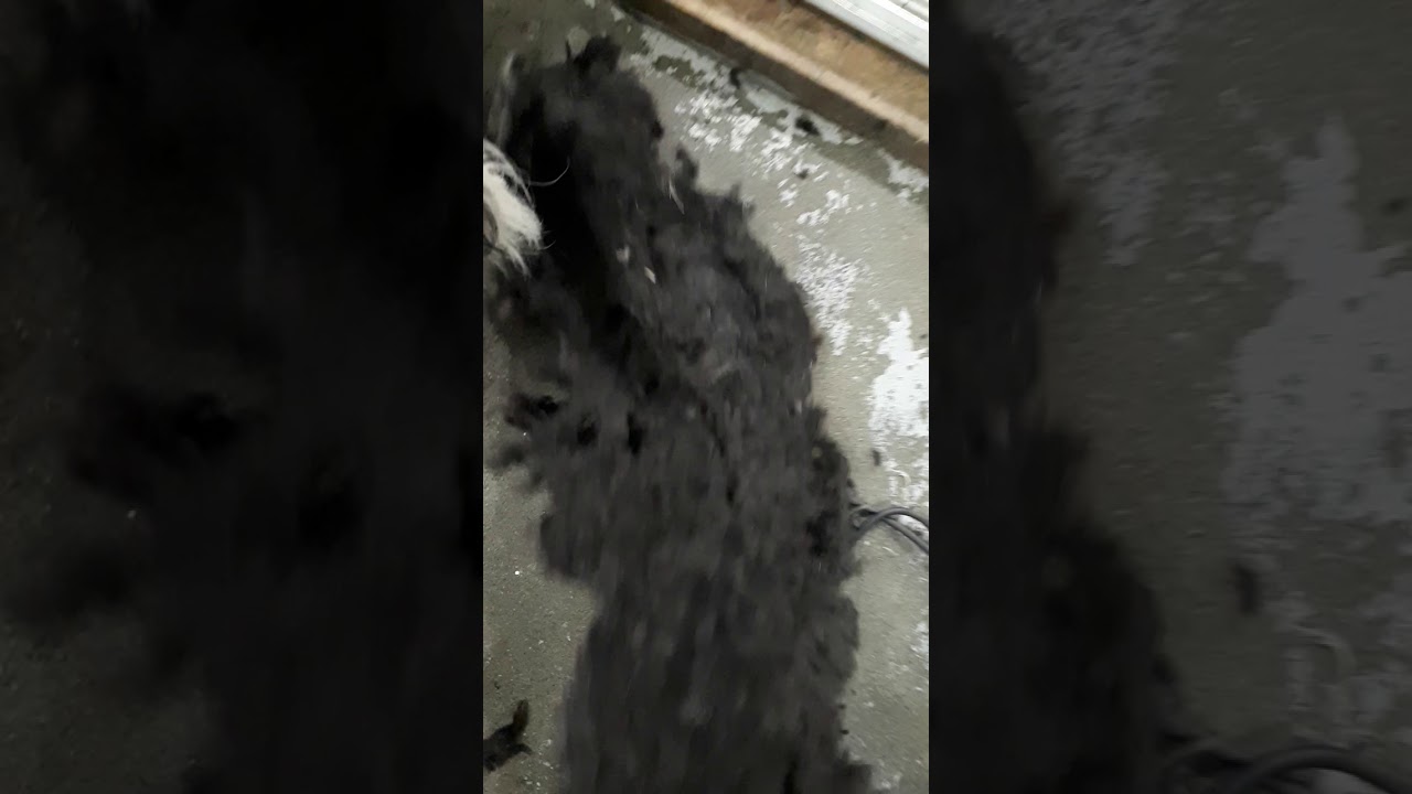 Unkept Coat Results In 100% Shave Down Before | Making Tracks Dog Hiking Grooming Room