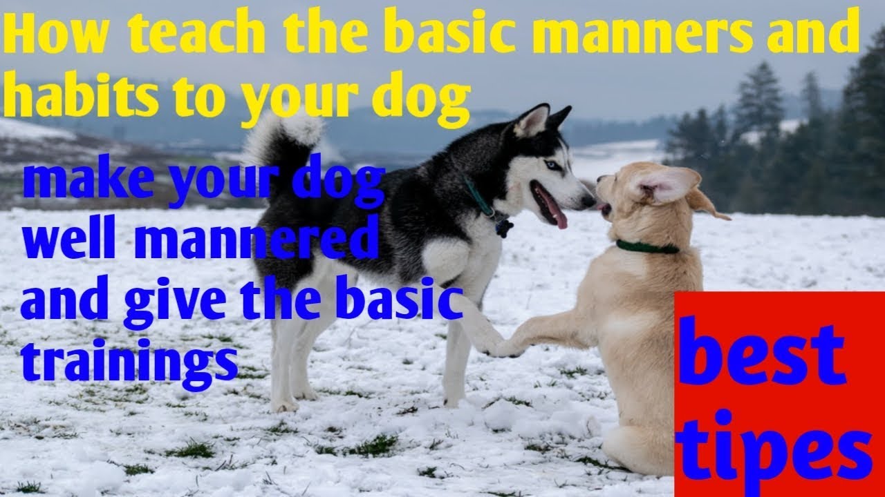 How to train your dogs| how to teach manners to your dogs | best mannered dog | Hindi | Life Dogs |